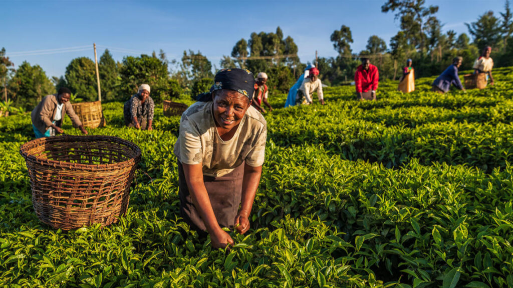 Global-Agribusiness-Action-on-Equitable-Livelihoods_i1140